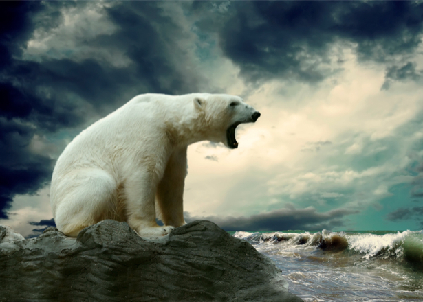 Фотообои белый медведь в океане (animals-0000265)