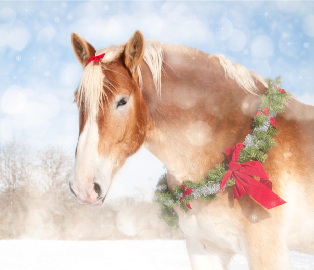 Фотообои лошадь в рождество (animals-0000385)