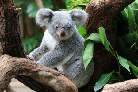 Фотообои Мишка коала на дереве (animals-0000420)