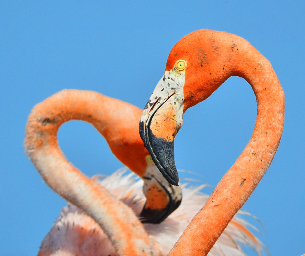 Фотообои Сердце Фламинго (animals-563)