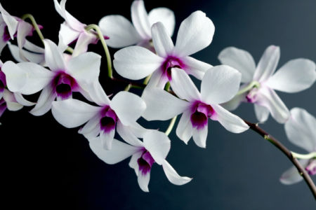 Красивые цветы фото обои Белая орхидея (flowers-0000060)