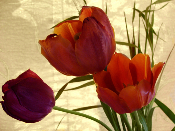 Красные тюльпаны цветы для спальни фото (flowers-0000108)
