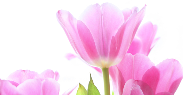 Обои фото цветы розовые тюльпаны (flowers-0000444)