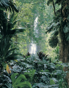 Фотообои водопад лес пальмы (nature-00397)