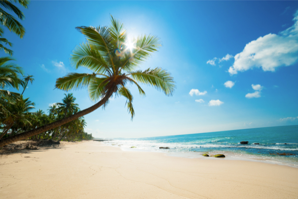 Фотообои солнечное побережье и пальма (sea-0000304)