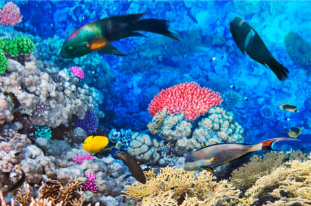Фотообои коралловый риф рыбки (underwater-world-00037)
