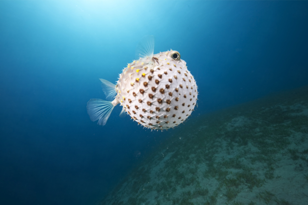 Фотообои для ванны рыба фугу (underwater-world-00201)