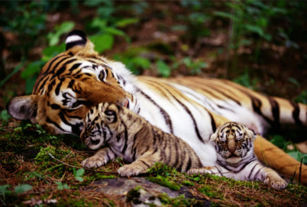 Фотообои тигр и тигрята в природе (animals-0000055)