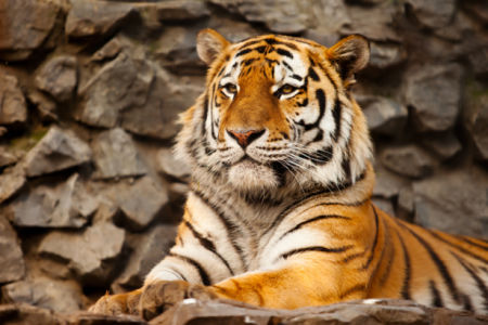 Фотообои тигр полосатый (animals-0000384)