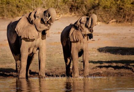 Фотообои Слоны на водопое (animals-548)
