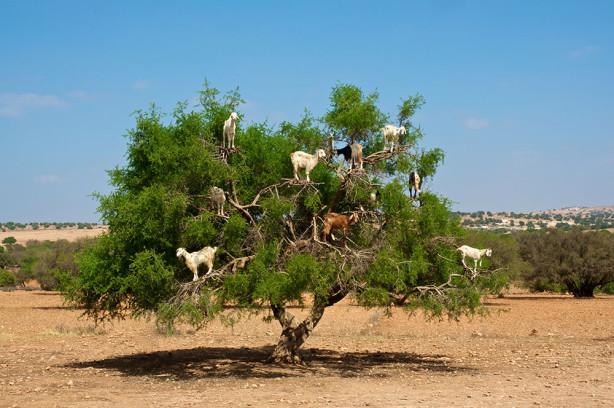Фотообои Козлы на деревьях в Марокко (animals-576)