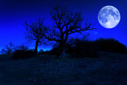 Фотообои чёрный ночной лес (fantasy-0000033)