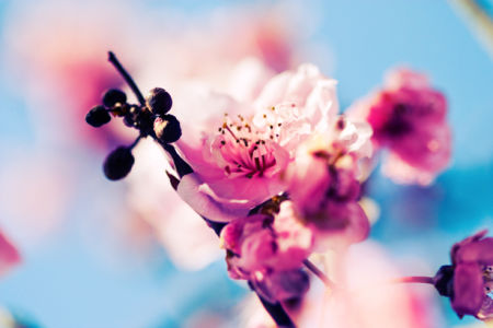 Фотообои на стену цветы Цветущая ветка (flowers-0000015)