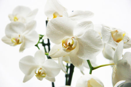 обои с цветами в комнату белая орхидея (flowers-0000056)