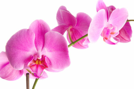 Ветка розовой орхидеи красивые цветы фотообои (flowers-0000237)