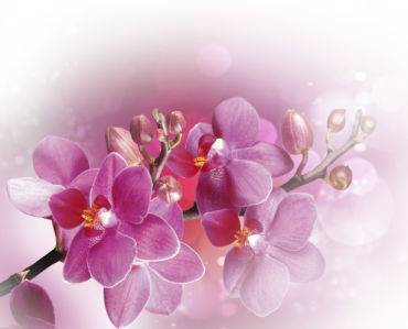 Ветка розовой орхидеи - Фото обои на стену (flowers-0000386)