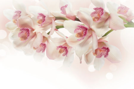 Ветка белой орхидеи - Фото обои на стену (flowers-0000388)