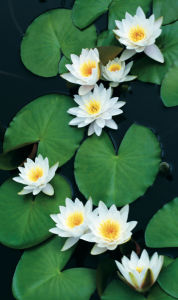 Цветок фото обои белые лилии на воде (flowers-0000611)