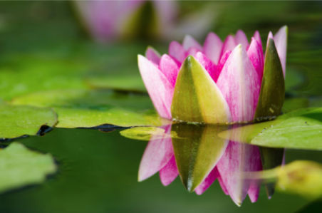 Цветок фото обои лилия на воде (flowers-0000619)