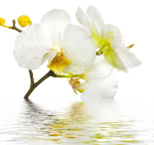 Фотошпалери гілка білої орхідеї (flowers-800)