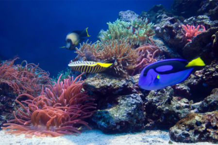 Фотообои для ванной коралловый риф (underwater-world-00194)