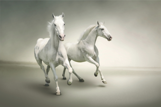 Фотообои белые лошади на белом (animals-0000282)