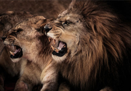 Фотообои Лев и львица (animals-0000453)