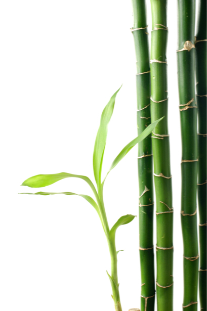 Бамбук - Фото обои на стену (flowers-0000255)