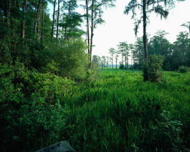 Фотообои лес ландшафт мотив натура (nature-00218)