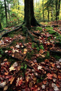 Фотообои листа на корнях лес (nature-00286)