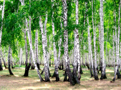 Фотообои в зал березы роща лес (nature-00444)