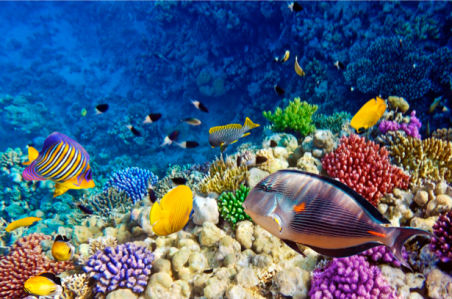 Фотообои ванная рыбки 3д море (underwater-world-00023)