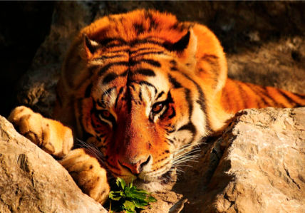 Фотообои в природе тигр большой (animals-0000018)