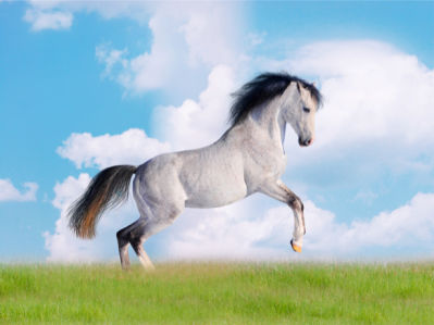 Фотообои белый конь в поле небо (animals-0000042)