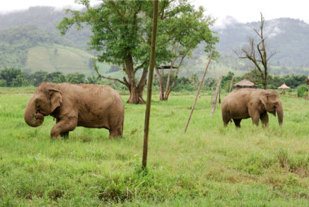 Фотообои с природой слоны (animals-0000098)