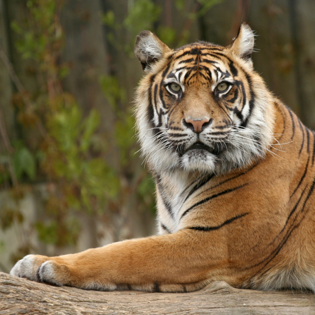 Фотообои полосатый тигр (animals-0000173)