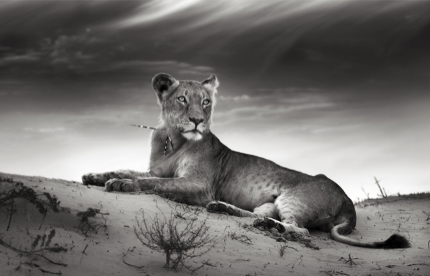 Фотообои лев черно-белое фото (animals-0000371)