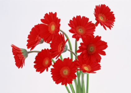 Красные герберы Обои для стен фото (flowers-0000134)