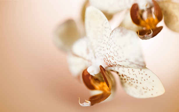 Фотообои на стену белые орхидеи (flowers-0000203)