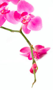 Фото обои Ветка розовой орхидеи (flowers-0000295)