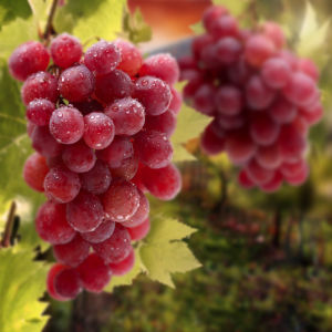 Фотообои в кухню гроздь винограда (food-0000219)