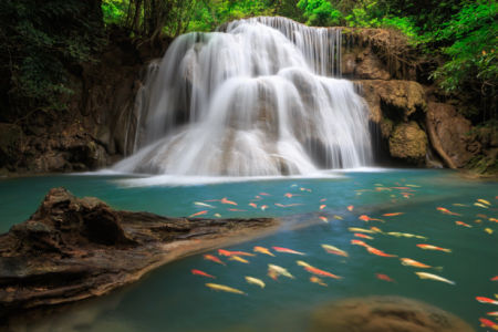 Фотообои водопад лес рыбки (nature-0000732)
