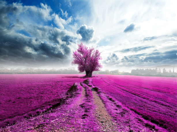 Фотообои розовое цветущее поле (nature-0000824)
