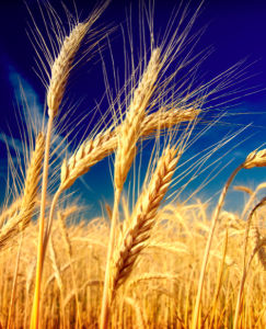 Фотообои с природой поле пшеницы колоски (nature-00014)