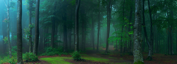 Фотообои Лес в тумане (nature-901)