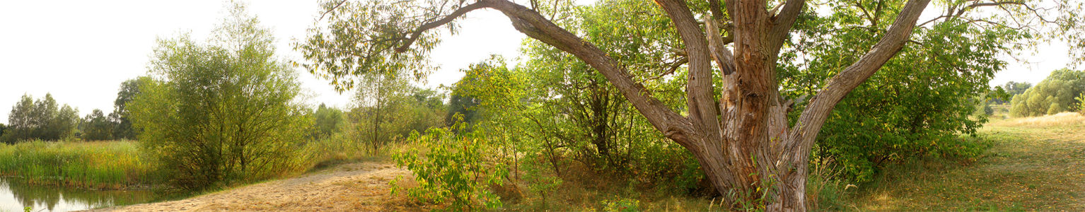 Фотообои лесная панорама дерево (panorama_0000024)