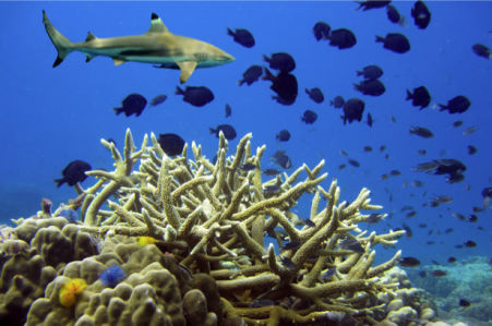 Фотообои для ванны кораллы акула (underwater-world-00134)