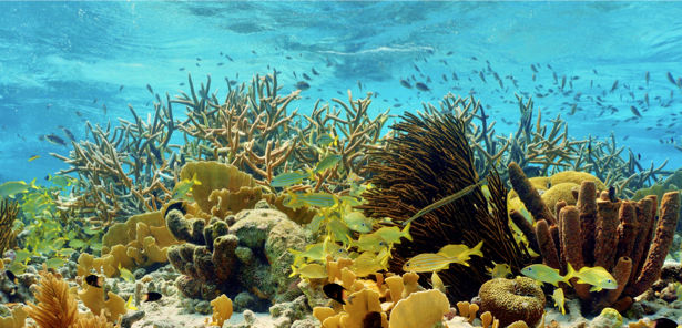 Фотообои в ванную кораллы море фото (underwater-world-00142)