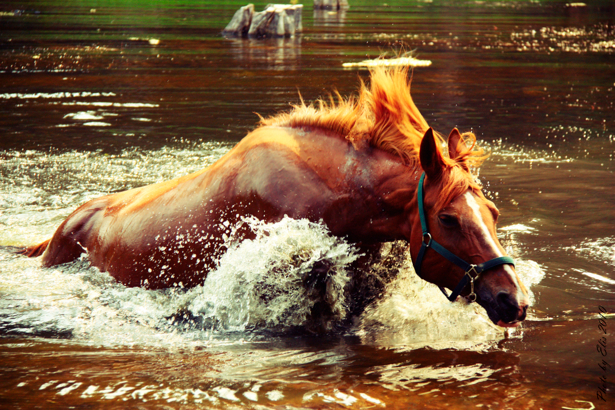 Фотообои лошадь в воде (animals-0000121)