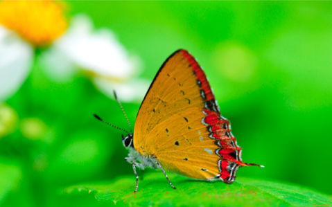 Фотообои с природой бабочка (animals-0000127)